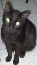 Gato ra a SRD idade 1 ano nome Pretinha