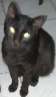 Pretinha