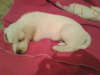 Cachorro raça Vira Lata idade 1 ano nome Isaque