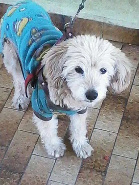 Cachorro ra a Poodle idade 6 ou mais anos nome Tobby