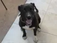 Bella