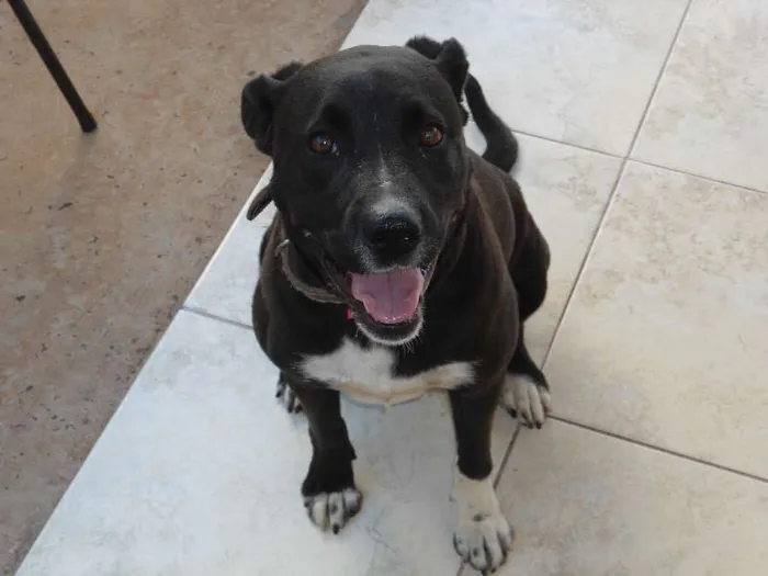 Cachorro ra a srd idade  nome Bella