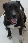 Bella