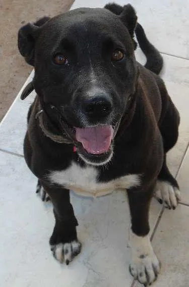 Cachorro ra a srd idade  nome Bella