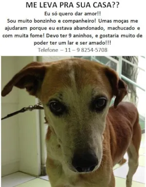 Cachorro raça SRD idade 6 ou mais anos nome Chico