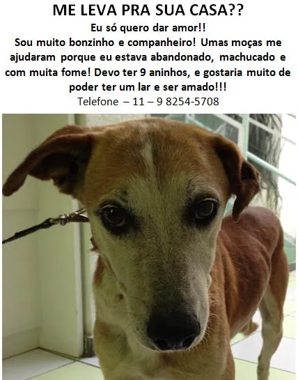 Cachorro raça SRD idade 6 ou mais anos nome Chico