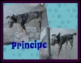 PRINCIPE