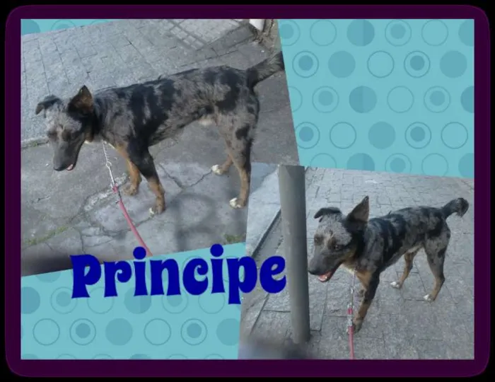 Cachorro ra a SRD idade 1 ano nome PRINCIPE