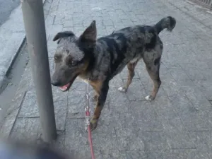 Cachorro raça SRD idade 1 ano nome PRINCIPE