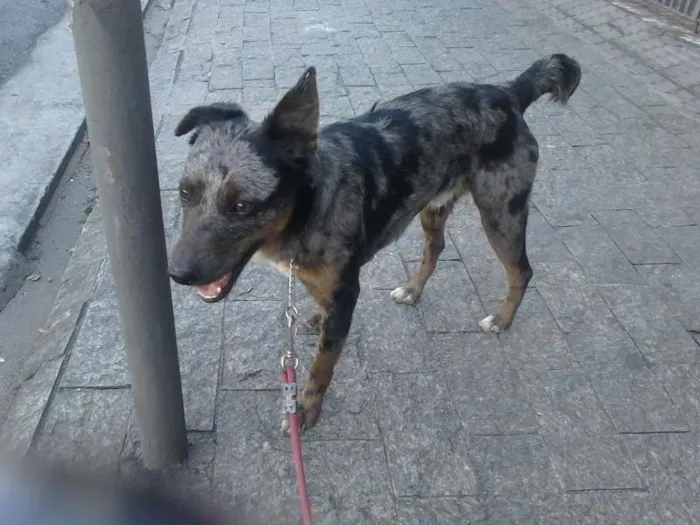 Cachorro ra a SRD idade 1 ano nome PRINCIPE