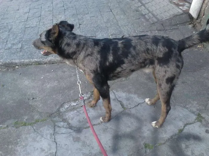 Cachorro ra a SRD idade 1 ano nome PRINCIPE