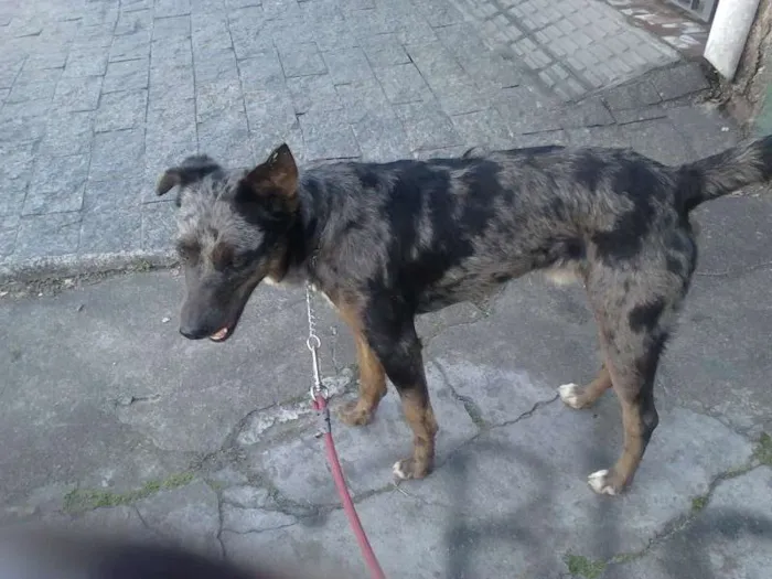 Cachorro ra a SRD idade 1 ano nome PRINCIPE