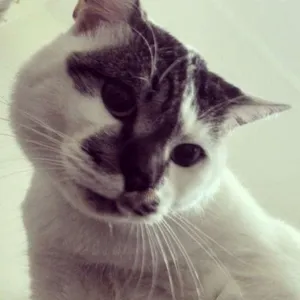Gato raça  idade 1 ano nome Geraldo