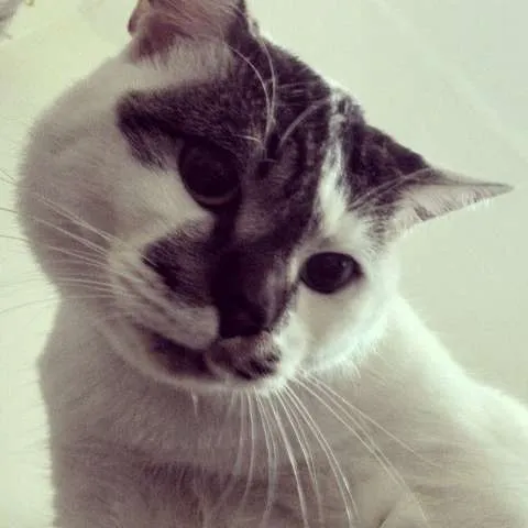 Gato ra a  idade 1 ano nome Geraldo