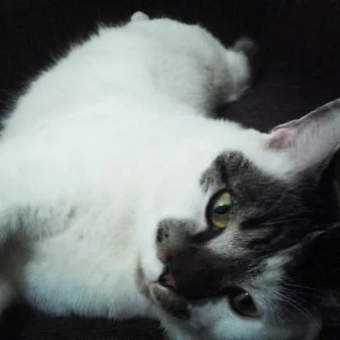 Gato ra a  idade 1 ano nome Geraldo