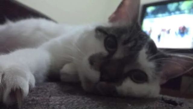 Gato ra a  idade 1 ano nome Geraldo