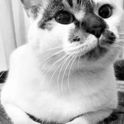 Gato ra a  idade 1 ano nome Geraldo