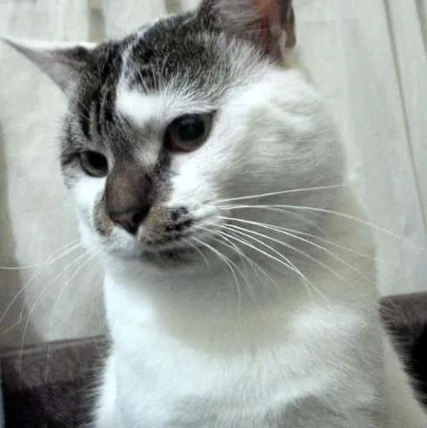 Gato ra a  idade 1 ano nome Geraldo