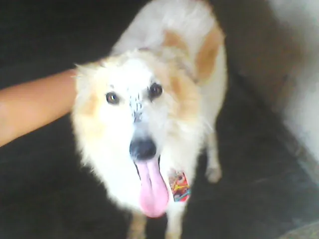 Cachorro ra a Collie idade 2 anos nome Marlley
