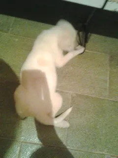 Cachorro raça Vira Lata idade 1 ano nome Isaque