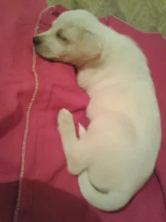 Cachorro raça Vira Lata idade 1 ano nome Isaque