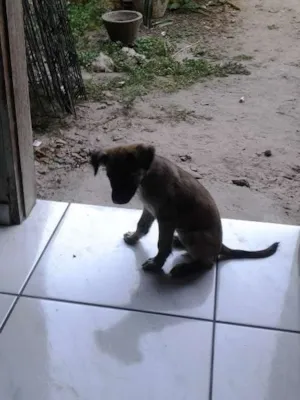 Cachorro raça Vira Lata idade 1 ano nome Sofia