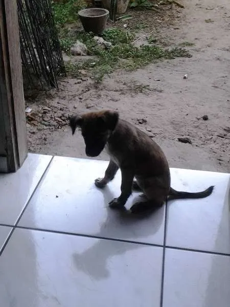 Cachorro raça Vira Lata idade 1 ano nome Sofia