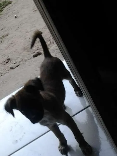 Cachorro raça Vira Lata idade 1 ano nome Sofia