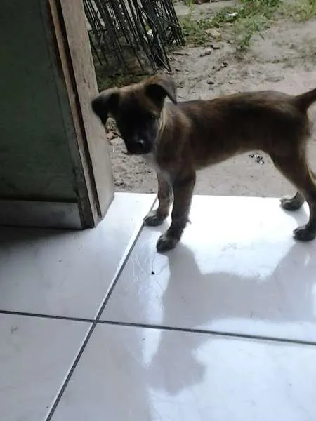 Cachorro raça Vira Lata idade 1 ano nome Sofia