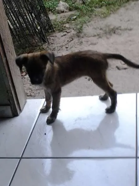 Cachorro raça Vira Lata idade 1 ano nome Sofia