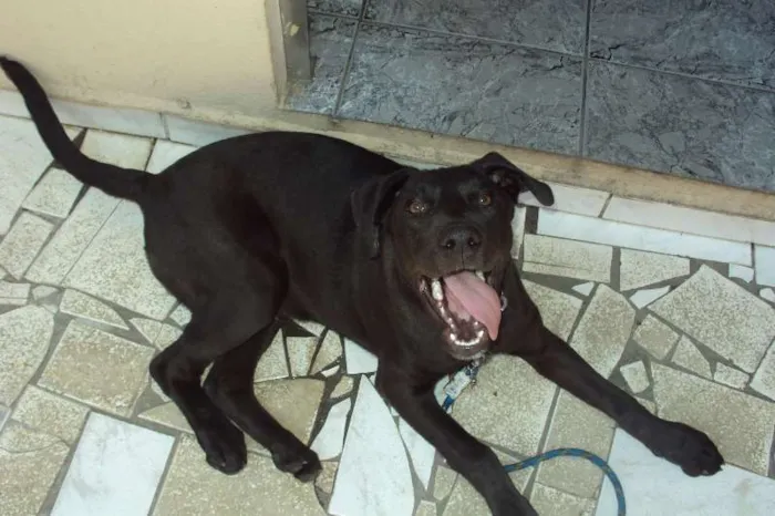 Cachorro ra a  idade 2 a 6 meses nome biscoito