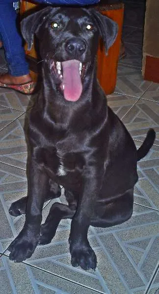 Cachorro ra a  idade 2 a 6 meses nome biscoito