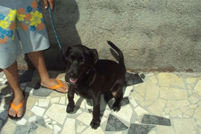 Cachorro ra a  idade 2 a 6 meses nome biscoito