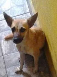 Cachorro raça vira-lata idade 2 anos nome rubi