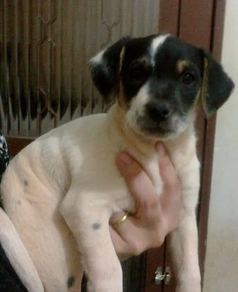 Cachorro ra a vira lata idade Abaixo de 2 meses nome sem nome