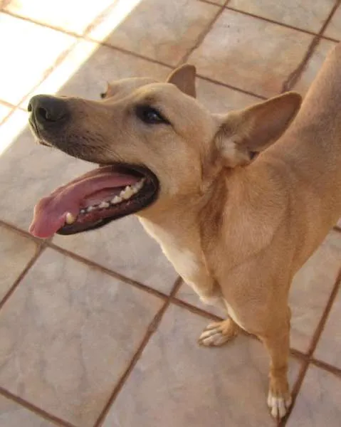 Cachorro ra a SRD idade 1 ano nome Lobo