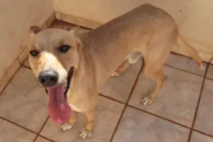 Cachorro raça SRD idade 1 ano nome Lobo