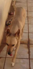 Lobo