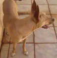 Lobo
