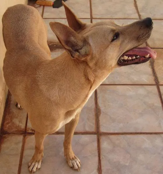 Cachorro ra a SRD idade 1 ano nome Lobo