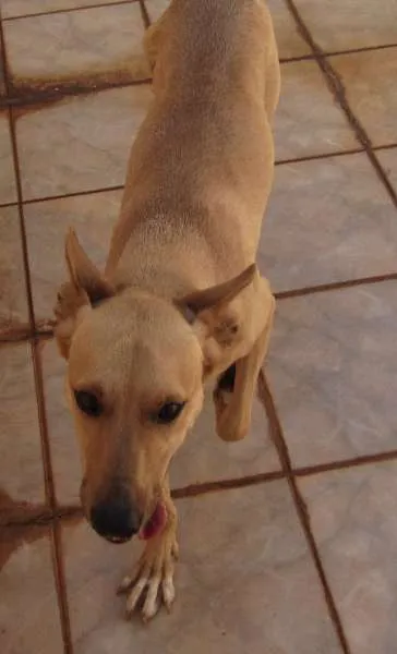 Cachorro ra a SRD idade 1 ano nome Lobo
