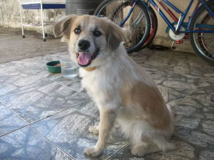 Cachorro raça SRD idade 1 ano nome Julie