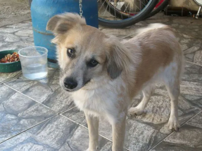 Cachorro raça SRD idade 1 ano nome Julie