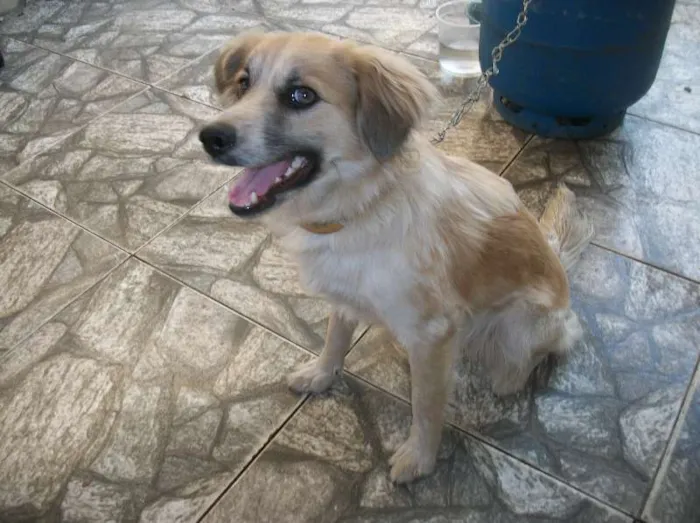 Cachorro raça SRD idade 1 ano nome Julie