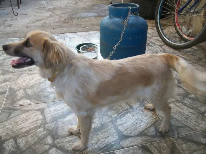 Cachorro raça SRD idade 1 ano nome Julie