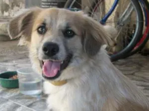 Cachorro raça SRD idade 1 ano nome Julie