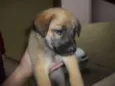 Bolinha, Espuleta e