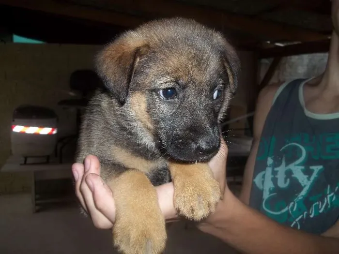 Cachorro ra a Pastor Alemão idade 2 a 6 meses nome Bolinha, Espuleta e