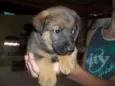 Bolinha, Espuleta e