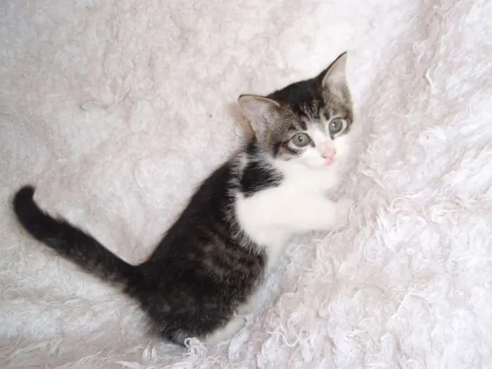 Gato ra a SRD idade Abaixo de 2 meses nome Tifany